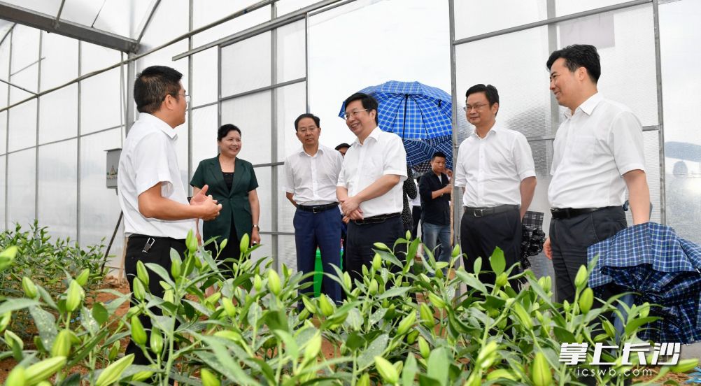 今天，省委常委、市委书记胡衡华赴浏阳市调研脱贫攻坚和村级集体经济工作。他来到浏阳市永和镇永福村，考察了鲜花种植扶贫基地。长沙晚报全媒体记者 余劭劼 摄