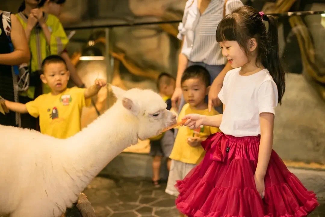 海信广场的萌宠巡游活动，小朋友们可以与可爱羊驼亲密接触。