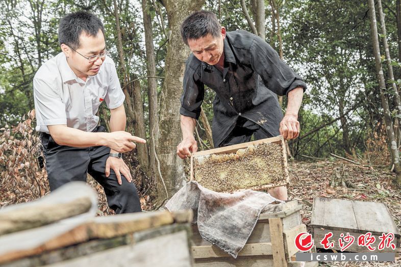 　　扶贫队长刘新辉和孔孟良（右）一起来到山林中查看蜂箱。长沙晚报全媒体记者 陈飞 摄