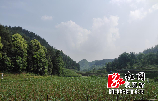 凤凰县吉信镇进一步推进草地贪夜蛾防治工作