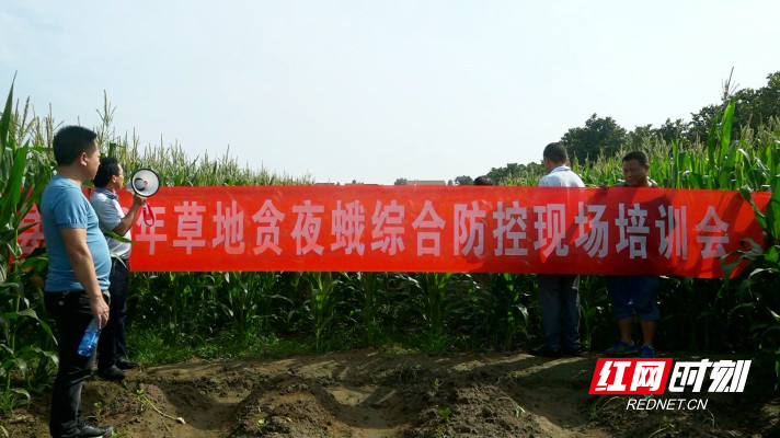 臨澧縣農業農村局：組織開展草地貪夜蛾防治演