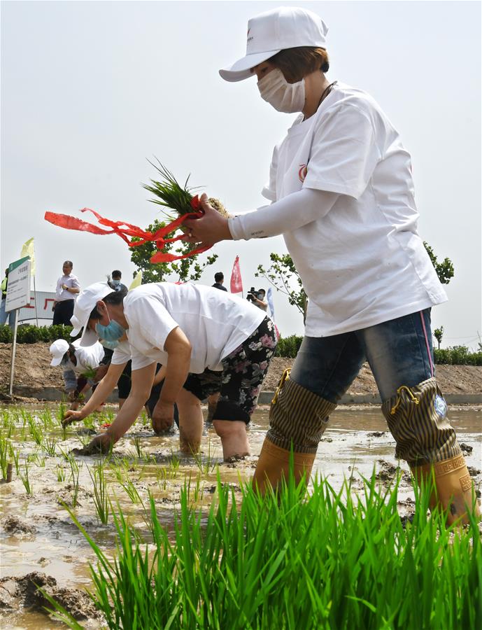 （经济）（2）2020年海水稻全国联合插秧活动启动