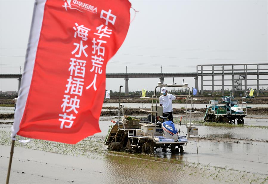 （经济）（5）2020年海水稻全国联合插秧活动启动