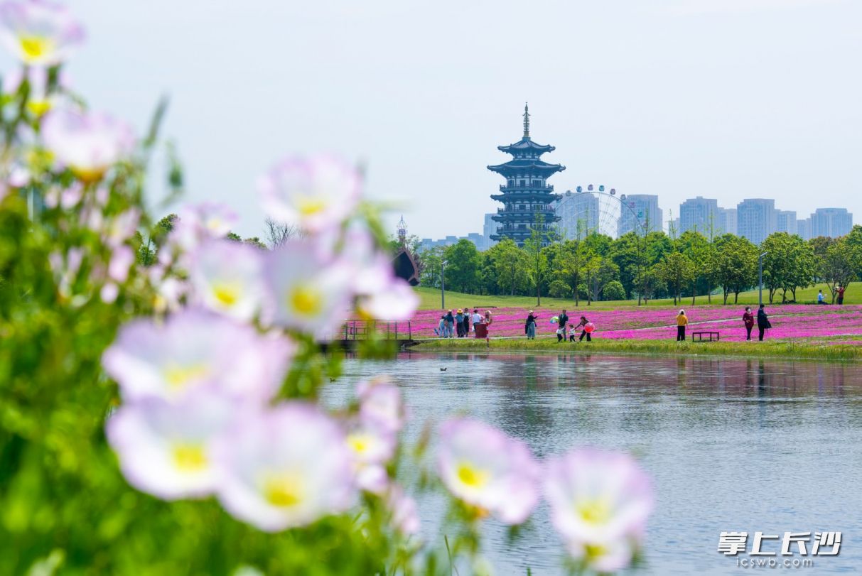 市民们畅游在洋湖湿地公园美丽的花海中。长沙晚报全媒体记者 邹麟 摄