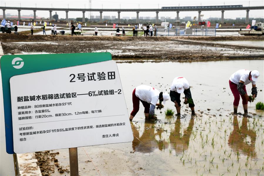 （经济）（1）2020年海水稻全国联合插秧活动启动