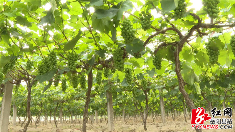 葡萄即将成熟000001_副本.jpg