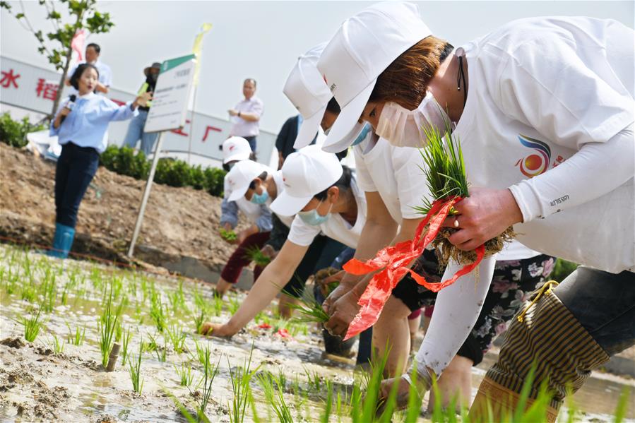 （经济）（3）2020年海水稻全国联合插秧活动启动