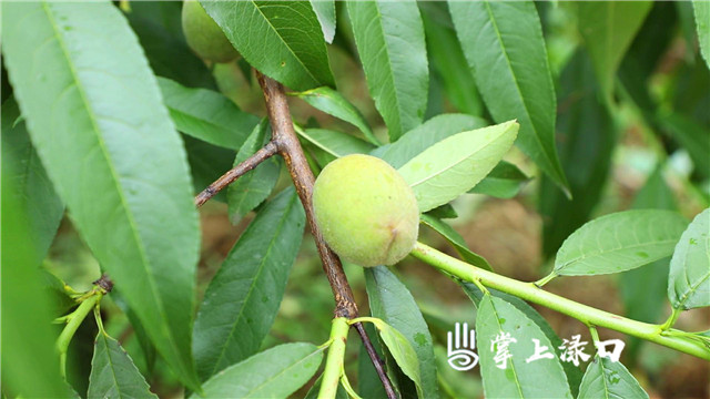 鲜果4.jpg