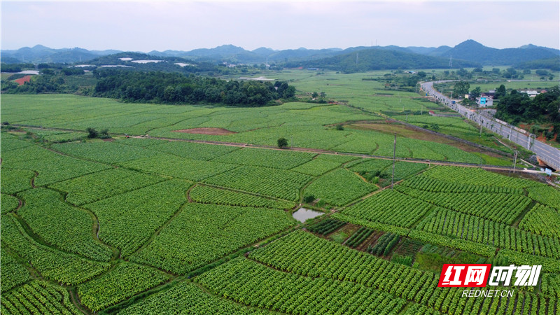 DJI_0207.jpg