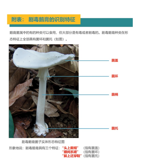 野生蘑菇美味怕致死疾控专家教您四招