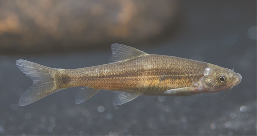 湘江新发现3种洞穴鱼