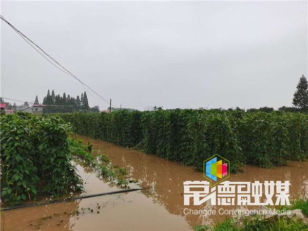 安乡润农农业生态发展有限公司种植基地的豇豆大面积受淹。.jpg