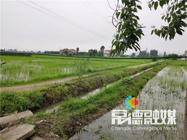 临澧县合口镇楠桥村，约180亩中稻受淹，目前稻田渍水已基本退去。.jpg