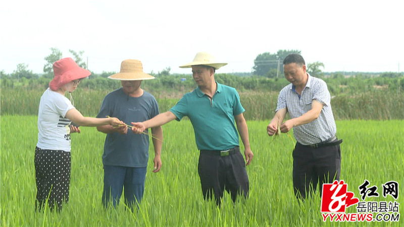 调研组查看稻谷长势_副本.jpg