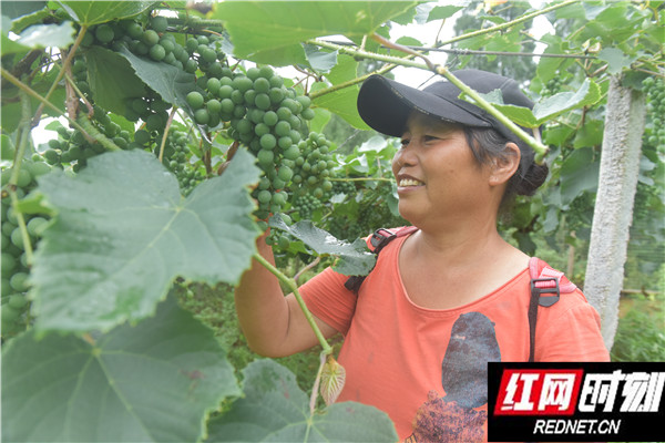 沅陵二酉苗族乡酉溪口村村民在村葡萄产业园劳作 - 迷你看图王.jpg