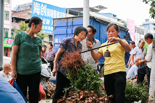 端午药材购销旺.jpg