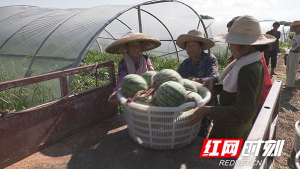 衡阳县渣江镇瓜农种瓜得瓜因瓜脱贫致富