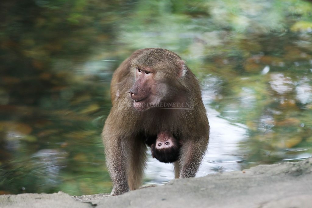 1551272_135925381058S1.jpg 1551272_135925381058S1.jpg