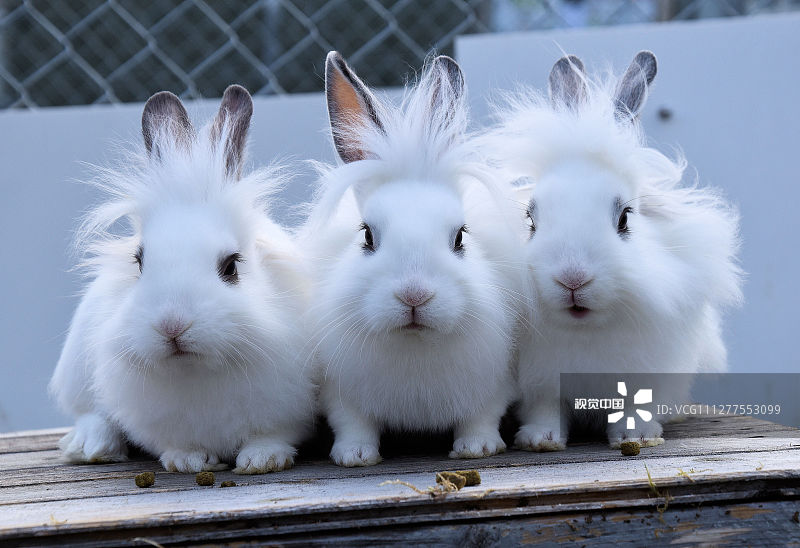 VCG111277553099.jpg VCG111277553099.jpg