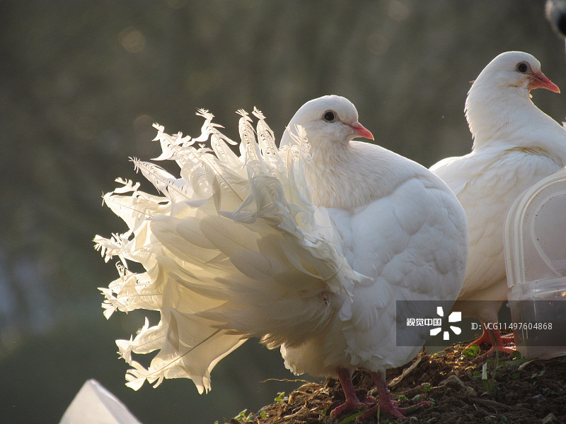 VCG11497604868.jpg VCG11497604868.jpg