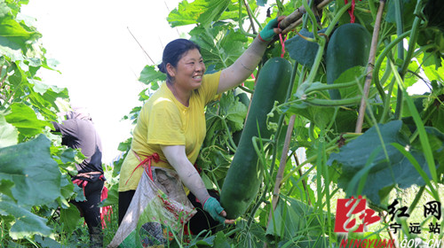 宁远：种植冬瓜助农富_副本500.jpg