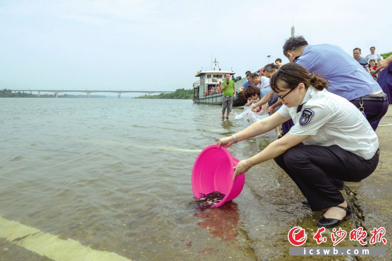 　　2日上午的人工增殖放流活动中，330万尾鱼苗被分批放流进湘江。 长沙晚报全媒体记者 陈飞  摄