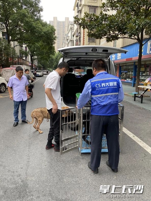 养犬者未经许可养犬，且逾期未改正，被罚款且犬只被没收。 警方供图