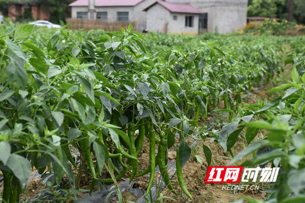 基地种植的辣椒jpg