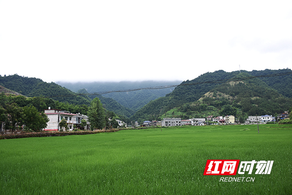 桃江县松木塘镇龙塘村。.jpg