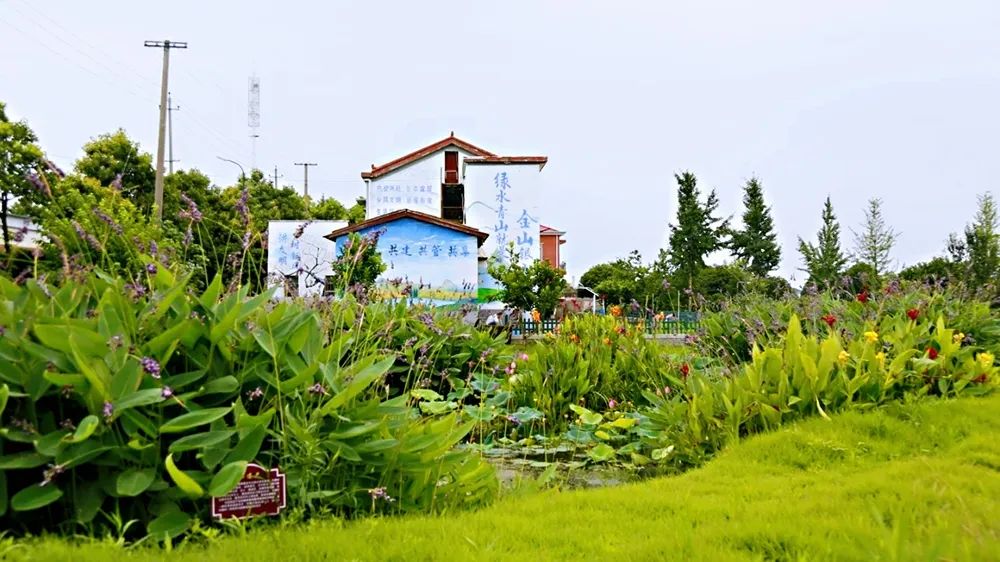 初夏靖港这个美丽屋场已惊艳绽放了