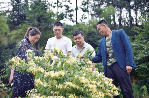 湖南隆回县　农民育苗专家育出“金银花王”
