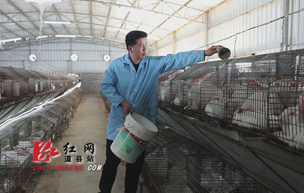 何喜军正在给肉兔喂食.gif