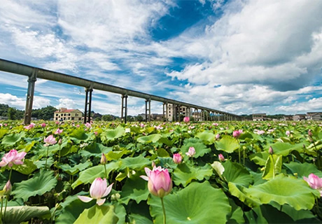 湖南湘潭县：这个夏天 “荷”你有约