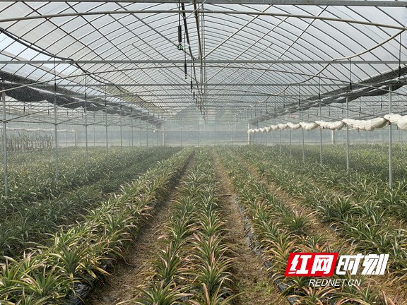 湘潭县梅林桥基地凤梨种植采用喷灌技术，节水节人工.marked.jpg