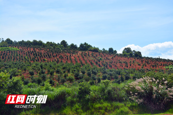 永州伊园科技有限公司的油茶苗木繁育基地1