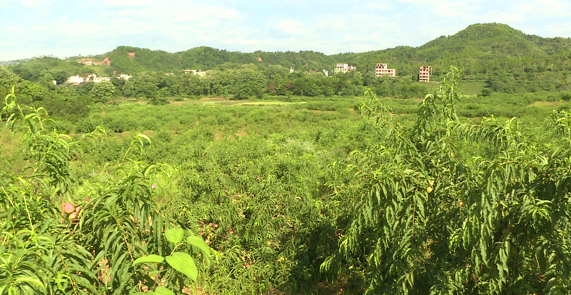 栗源镇万泽庄园鹰嘴桃熟了等你来采摘