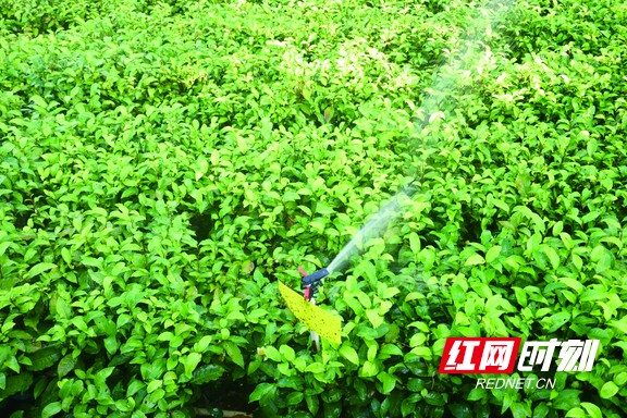 郴州和宜红茶园，节水灌溉滋润了每片茶叶。.marked.jpg