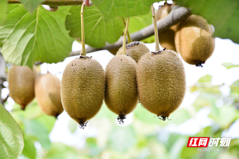 微信图片_20200714154722_副本.jpg 微信图片_20200714154722_副本.jpg