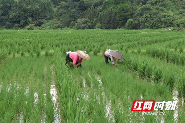 田间除杂草_副本.jpg