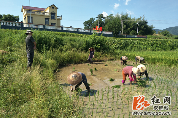 五里牌镇潇水湾：半禾半荷白鹭飞，稻熟莲落双抢忙_副本.png