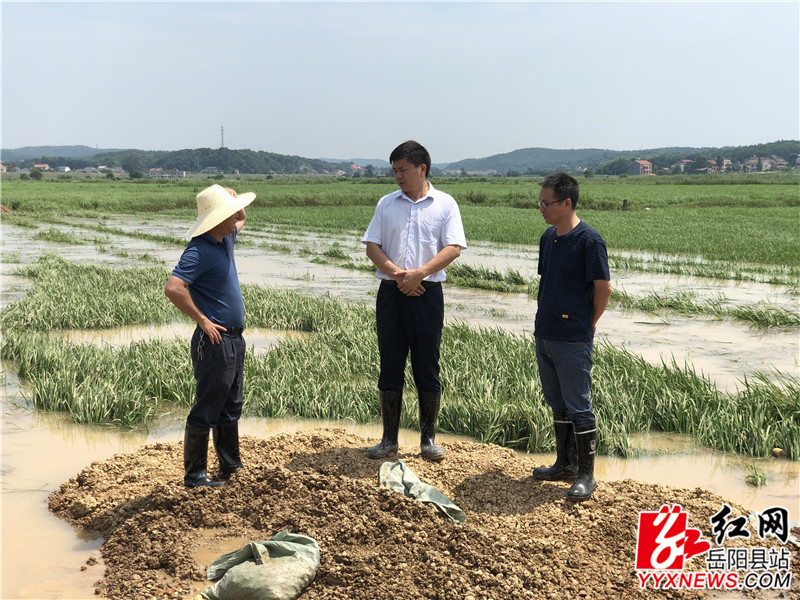 曾平原在新开镇杨柳垸察看防汛工作_副本.jpg