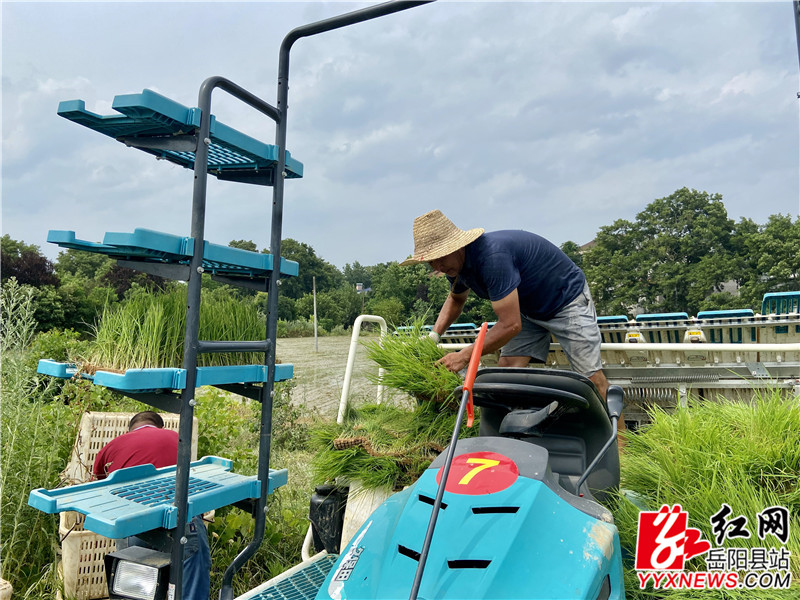 农民正在给插秧机装载秧苗 (1)_副本.jpg
