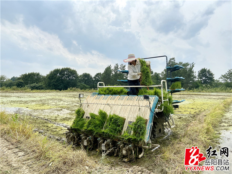 村民正冒着酷暑在田间插秧 (1)_副本.jpg