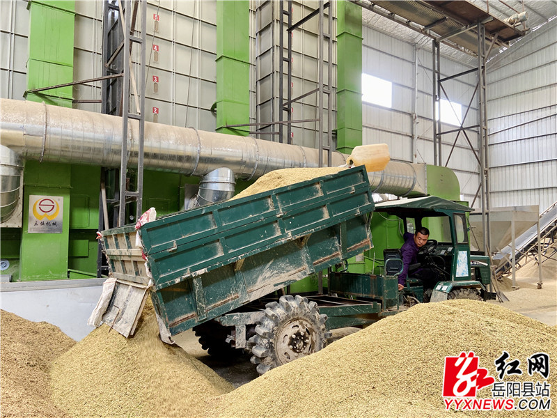 收割回来的稻谷 (1)_副本.jpg