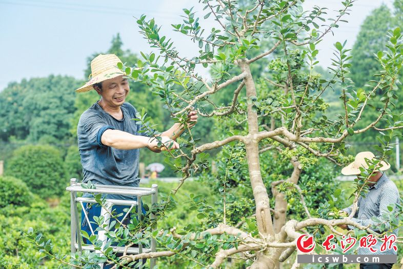 　　雨花区创新就业扶贫，位于跳马镇的育景园扶贫基地内，贫困户们干活务工既学技术又可获得收益。