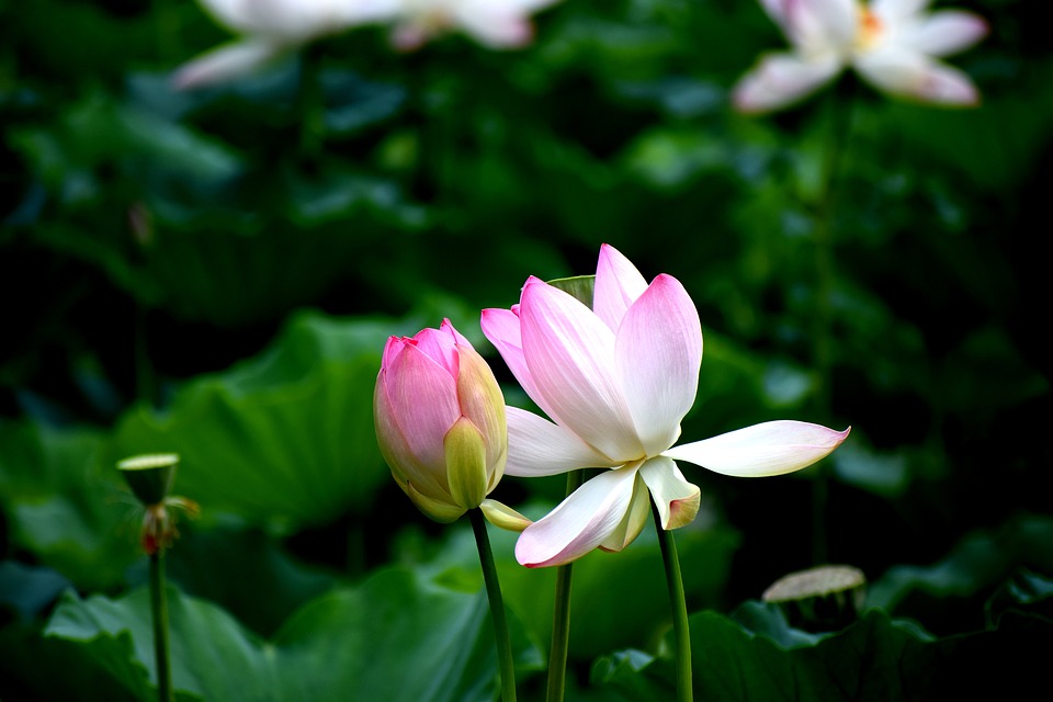 lotus-2663916_960_720.jpg