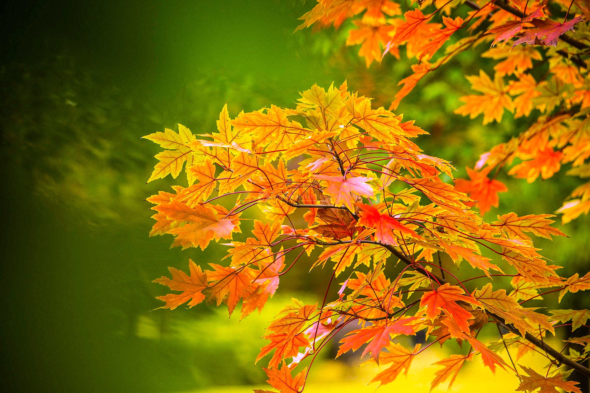 歌劇《楓葉紅了》簡介 ——楓樹(祖母媽媽)湘西苗族的圖騰樹 湘西位於