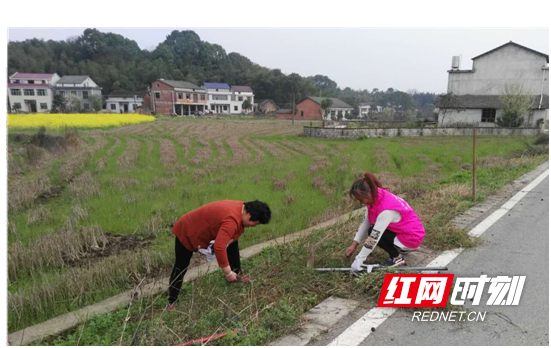 村民在清除杂草准备栽花。.marked.png