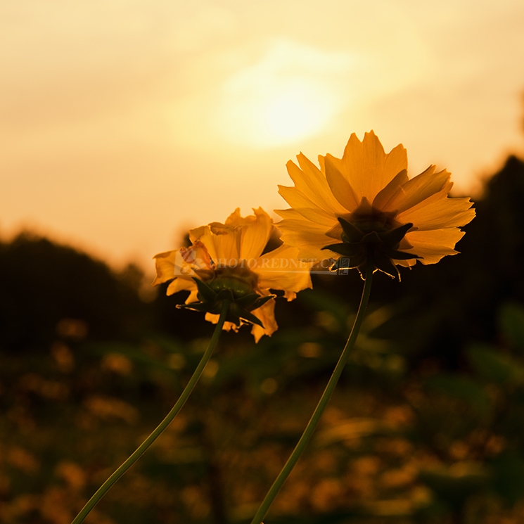朝花（小瞌）.jpg