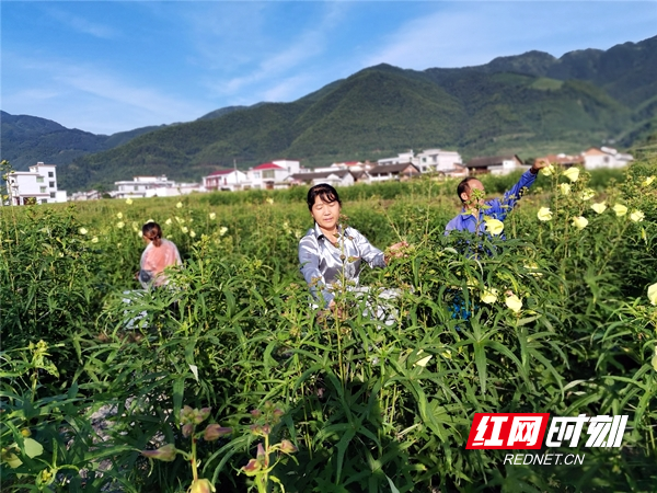 武冈：中药材种植成为群众致富“良方”_副本.jpg